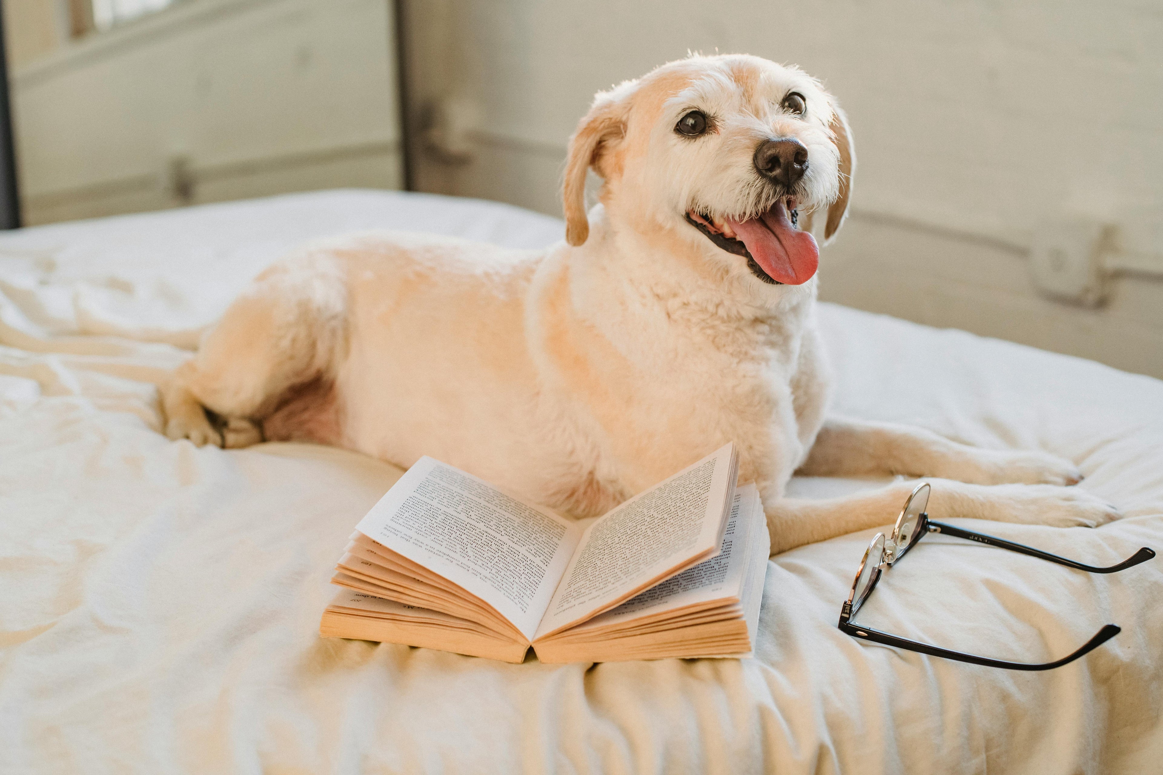 A happy dog sitting on bed